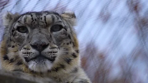 An snow leopard head Stock Footage 258851231