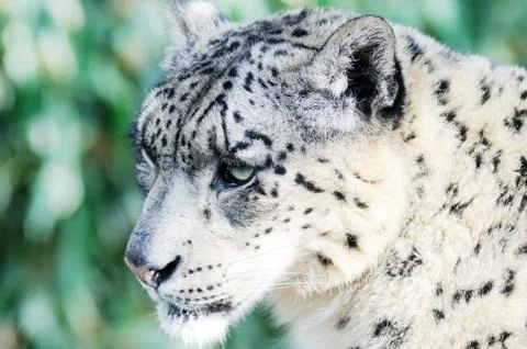 Snow leopard head Stock Photos
