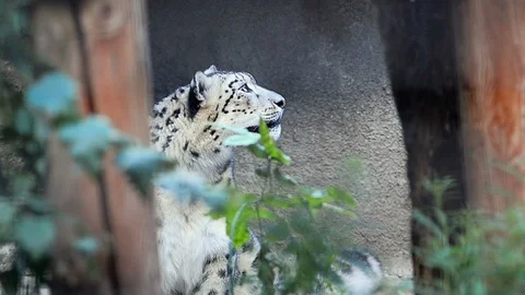 Snow Leopard is hiding Stock Footage 93749704