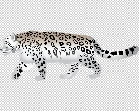 Snow leopard Stock Illustration