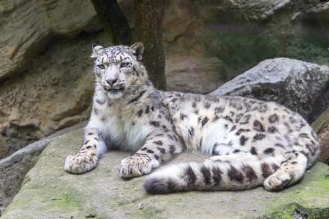 Snow leopard, Irbis lying on a rock Stock Photos