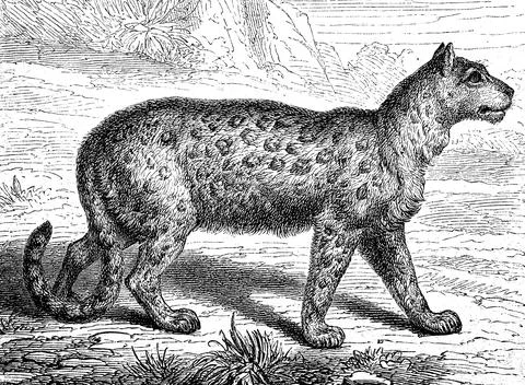 Snow leopard, Irbis or ounce, Panthera uncia, Felis irbis, Historical, digital Stock Illustration