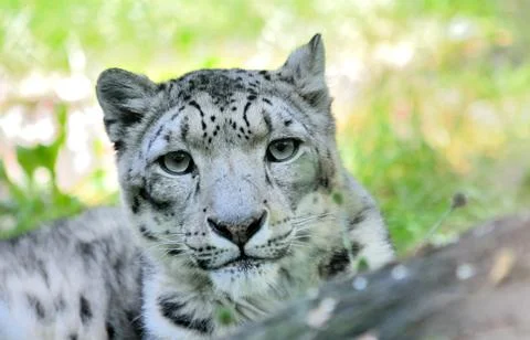 Snow leopard (Irbis) 스톡 사진