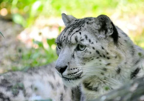 Snow leopard (Irbis) 스톡 사진
