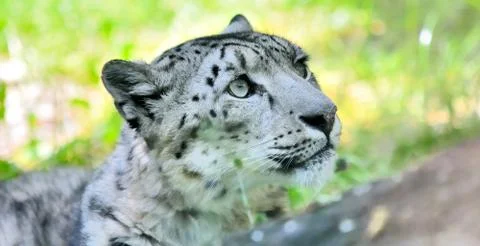 Snow leopard (Irbis) Stockfoto's