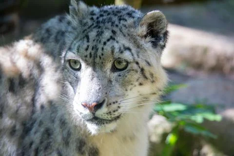 Snow leopard - Irbis Stock-Fotos