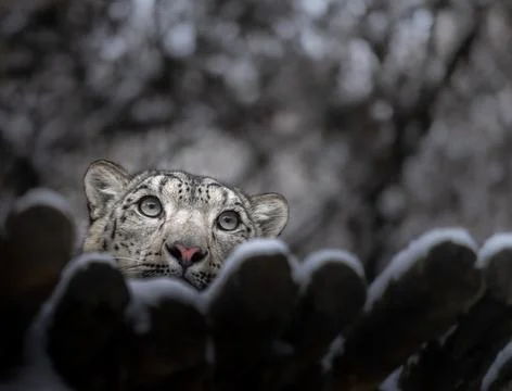 Snow leopard (irbis) Stock Photos