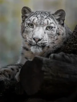 Snow leopard (Irbis) Stock Photos