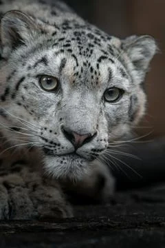 Snow leopard (Irbis) Stock Photos