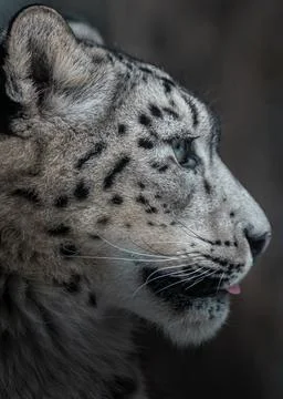 Snow leopard (Irbis) Stock Photos
