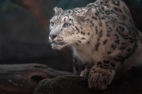 Snow leopard (Irbis) Stock Photos