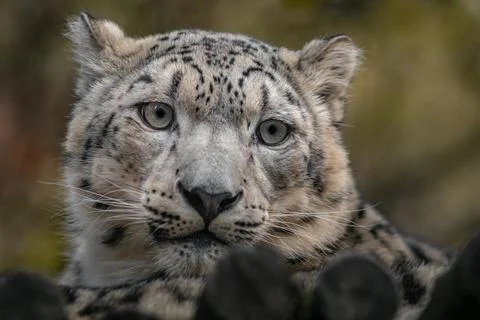 Snow leopard (Irbis) Stock Photos