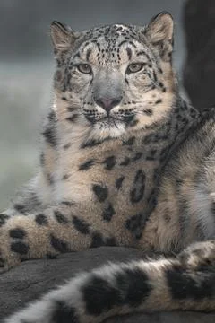 Snow leopard (Irbis) Stock Photos