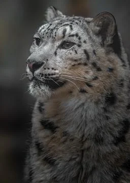 Snow leopard (Irbis) Stock Photos