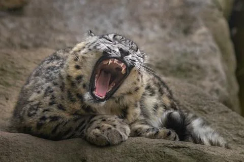 Snow leopard (Irbis) Stock Photos
