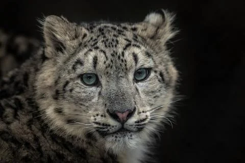 Snow leopard (Irbis) Stock Photos