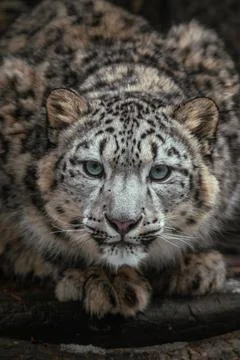 Snow leopard (Irbis) 스톡 사진
