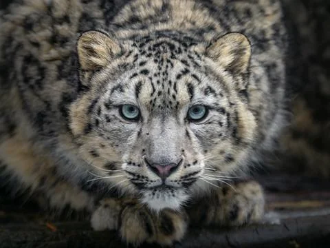 Snow leopard (Irbis) Stock Photos