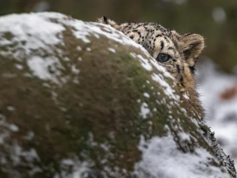 Snow leopard (Irbis) Stock Photos