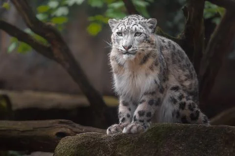 Snow leopard (Irbis) Stock Photos