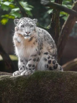 Snow leopard (Irbis) Stock Photos