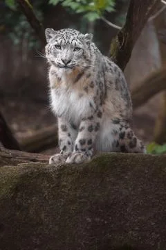 Snow leopard (Irbis) Stock Photos