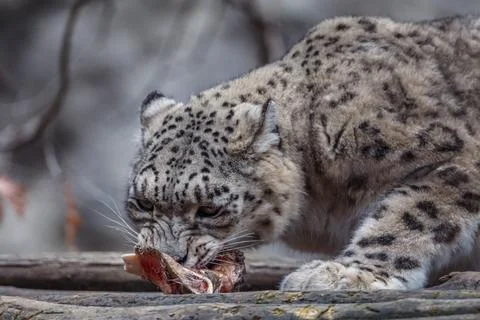 Snow leopard (Irbis) 스톡 사진