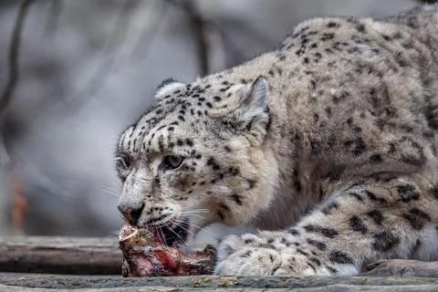 Snow leopard (Irbis) 스톡 사진