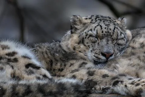 Snow leopard (Irbis) Stock Photos