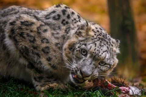 Snow leopard (Irbis) 스톡 사진