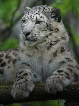 Snow leopard (Irbis) Stock Photos