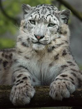 Snow leopard (Irbis) Stock Photos