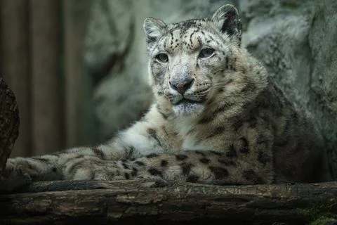 Snow leopard (Irbis) Stock Photos
