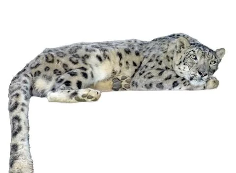 A snow leopard isolated on white background Stockfoto's