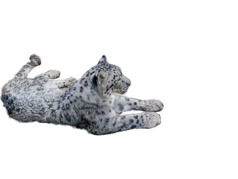 The snow leopard isolated on white 스톡 사진