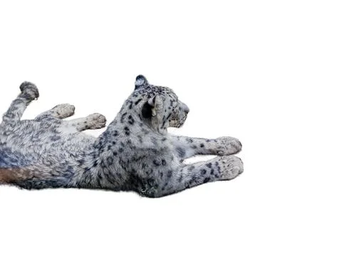 The snow leopard isolated on white 스톡 사진