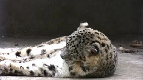 Snow leopard licking its fur 스톡 동영상 22754367