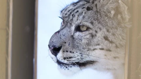 Snow leopard licks muzzle peering beyond enclosure fence Stock Footage 321771950