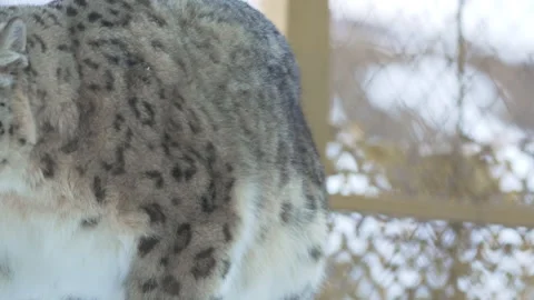 Snow leopard licks nose while glancing around cautiously Stock Footage 321773477