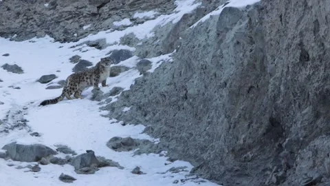 Snow Leopard Looking At The Camera Man and up for the hunt 4k Stock Footage 255046440