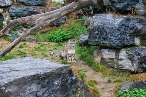 Snow leopard looking at camera 스톡 사진