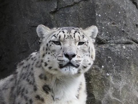 Snow leopard looking at camera Stock Photos