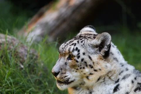 Snow leopard looking left Stock Photos