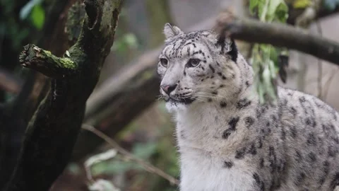 Snow leopard looking observing surroundings in nature Video stock 343232958