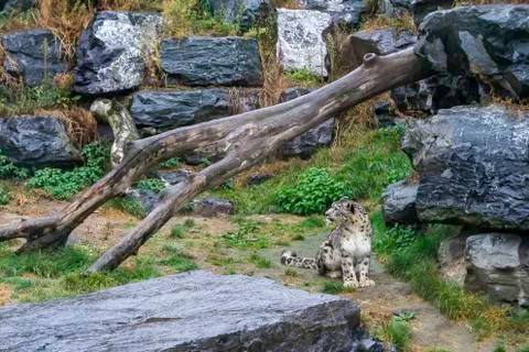 Snow leopard looking on the side Stock Photos