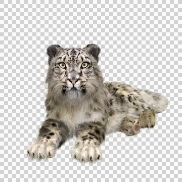 Snow Leopard lying down. 3D illustration isolated on transparent background. Stock Illustration