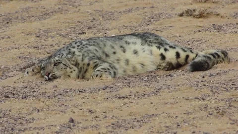 A snow leopard lying down in Gobi, Hovd Province, Mongolia, Asia Stock Footage 304949282
