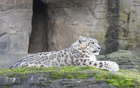Snow Leopard lying on a rock ledge Stock Photos