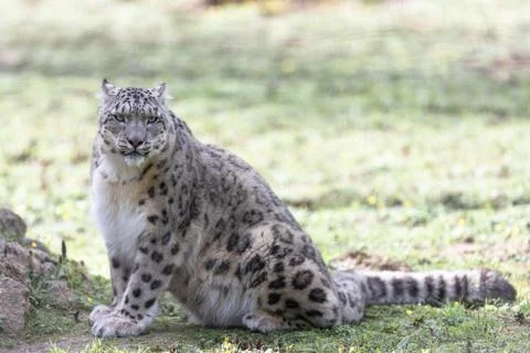 Snow leopard in the meadow Stock Photos