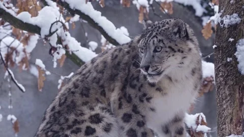 Snow leopard in the middle of winter. 4K Footage Stock Footage 245866643